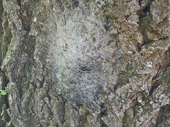 Detailansicht eines Gespinsternest des Eichenprozessionsspinners
